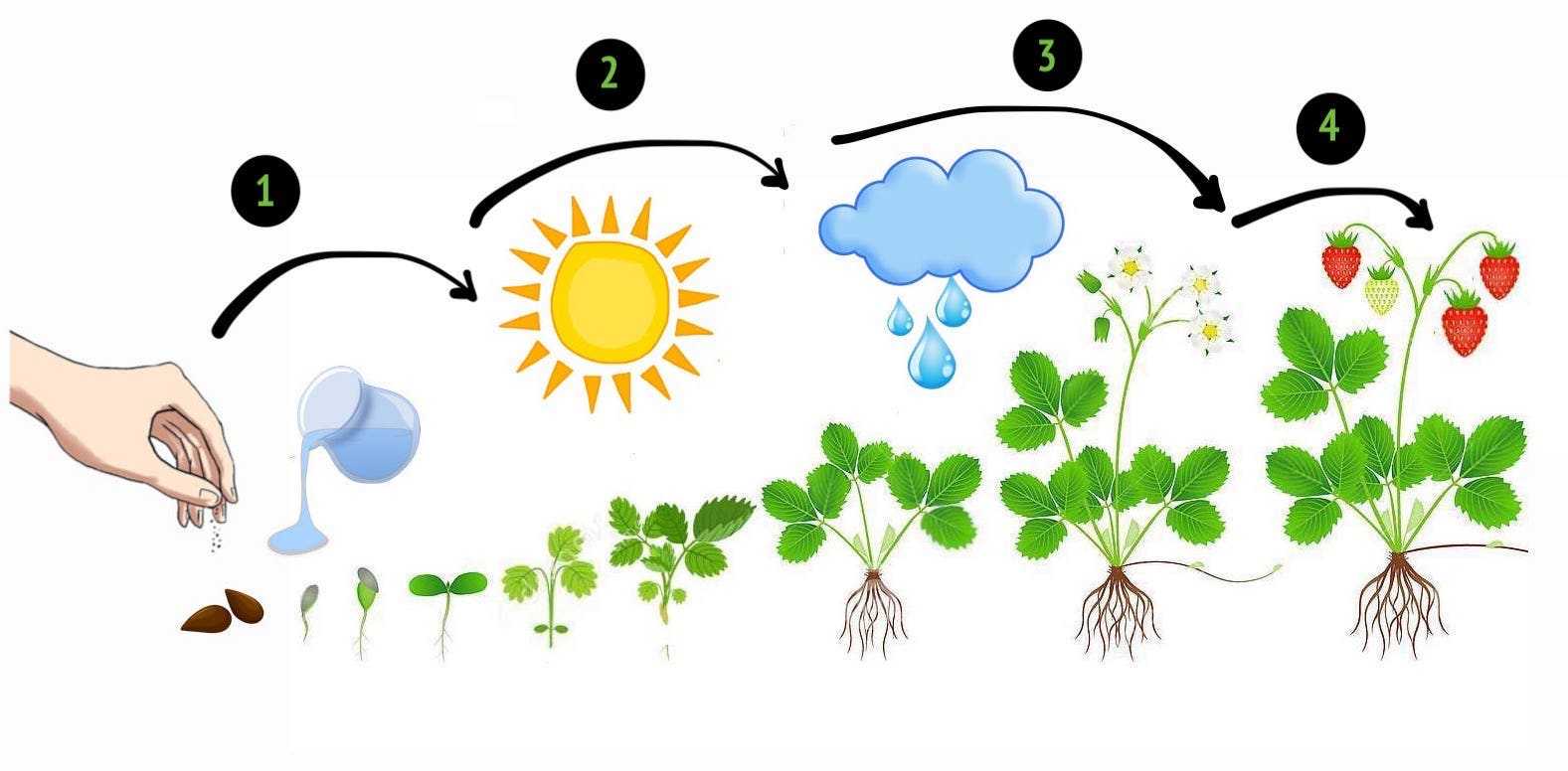 Условия роста растений 6 класс. Схема роста растения. Рост растений для дошкольников. Стадии роста растений для дошкольников. Стадии развития растений для дошкольников.