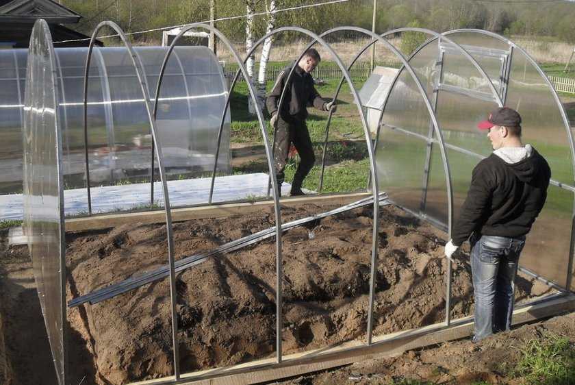 Что выгодно выращивать на продажу в теплице круглый год и зимой