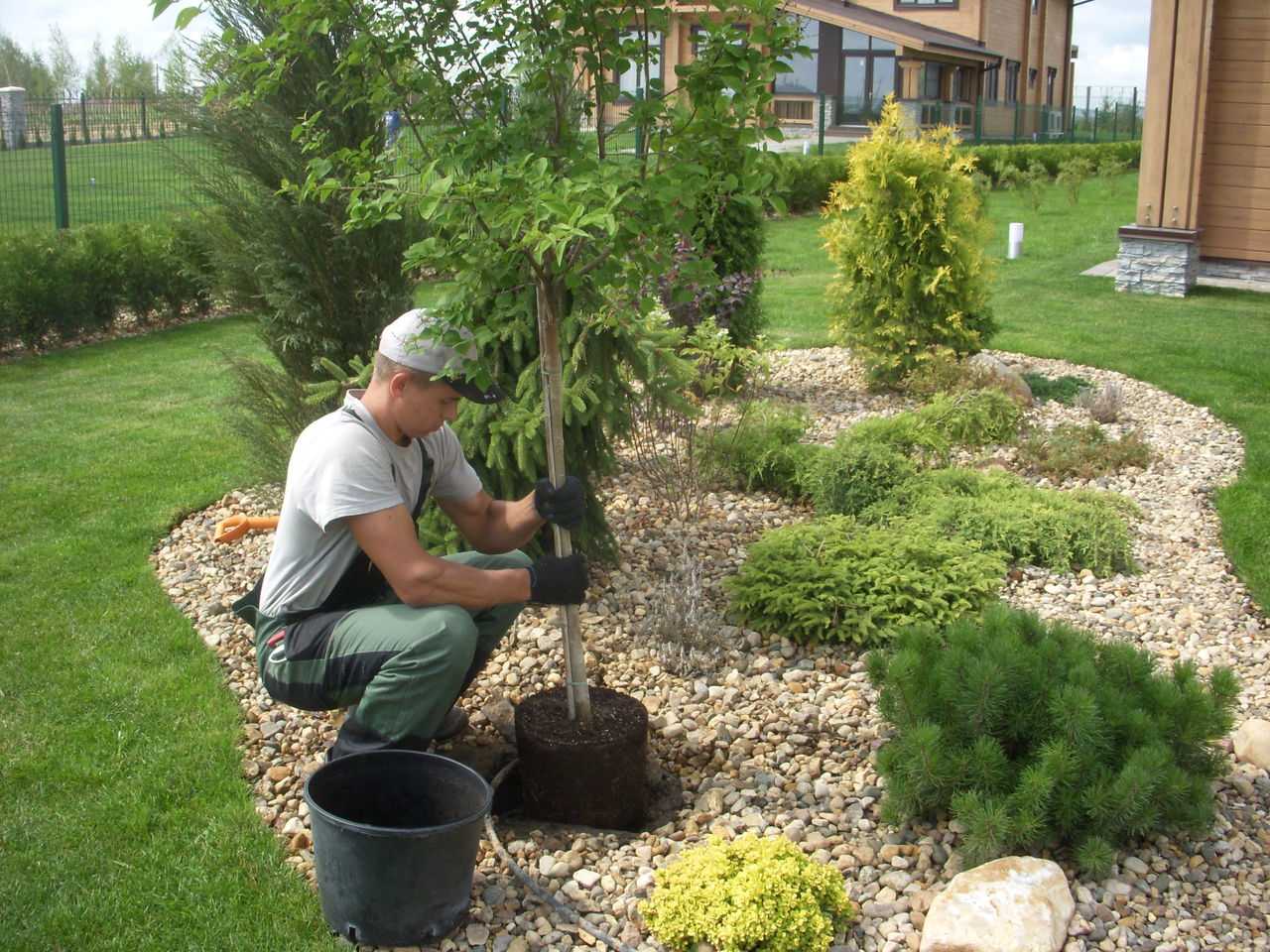 Плодовые деревья и кустарники на садовом участке: схема посадки, как правильно размещать растения в саду, фото