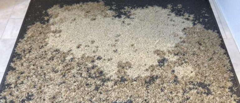 Правда ли, что все грязезащитные ковры одинаково прочные