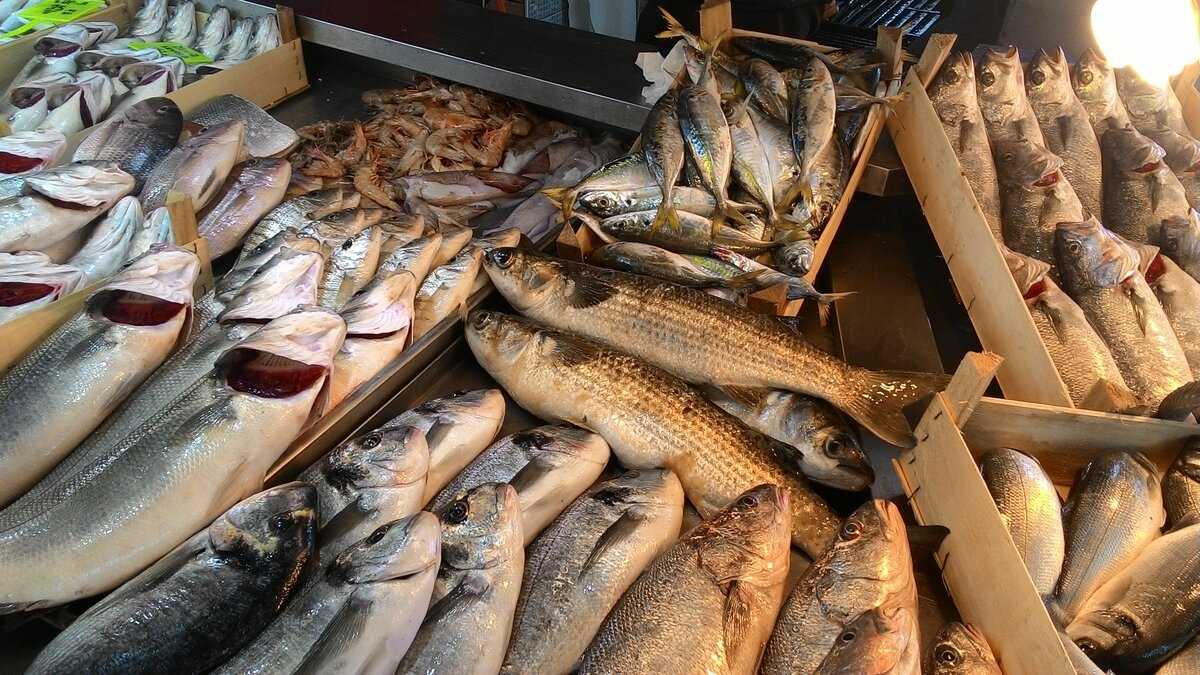 Транспортирование живой рыбы: особенности перевозки и основные требования к процедуре