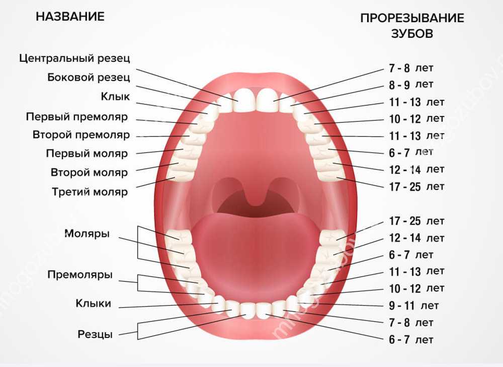 Как долго режутся первые зубы у грудничка: облегчаем боль подручными средствами