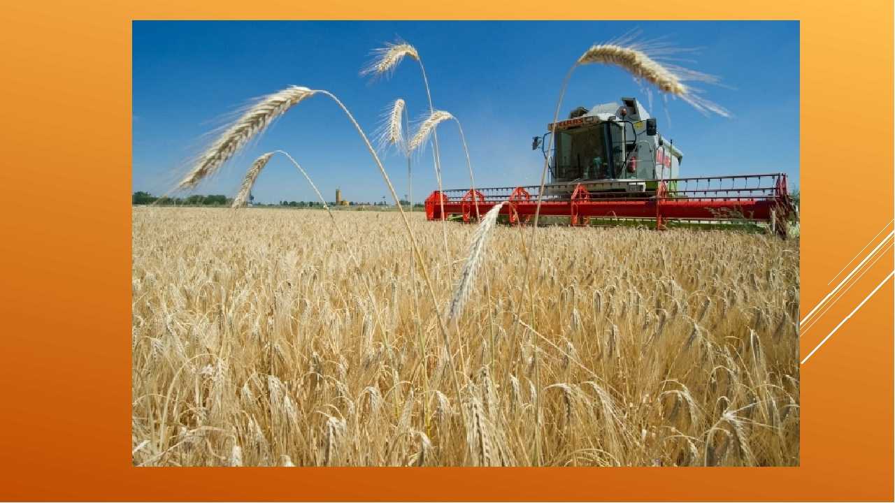 Бизнес на выращивании пшеницы – бизнес-план зерна