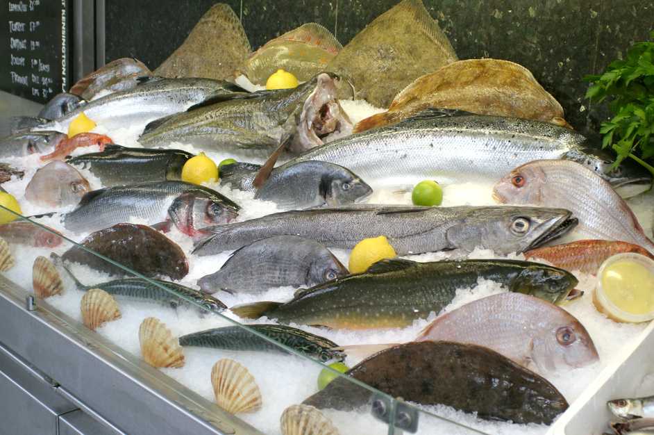 Условия перевозки живой рыбы: основные правила транспортировки