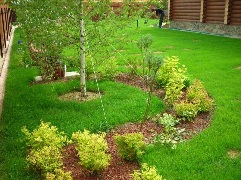Как правильно расположить теплицу, деревья и кусты на садовом участке